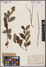 Foto von Salix aurita L.